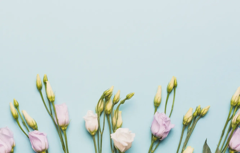 Ảnh nụ hoa tết rộn ràng sắc xuân