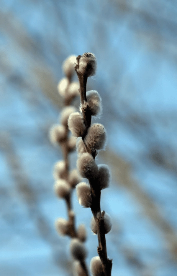 Hình nền nụ tầm xuân tạo cảm giác an yên