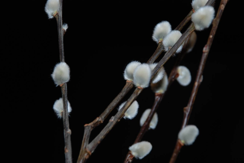 Ảnh nụ tầm xuân mang sắc xuân an lành