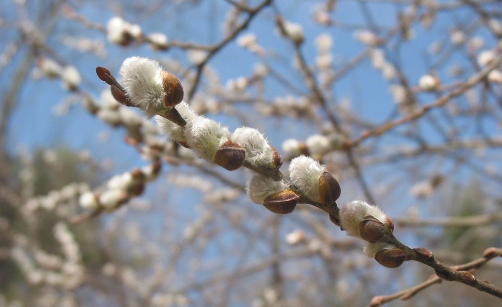 Ảnh hoa tầm xuân khoe nét xuân tinh tế