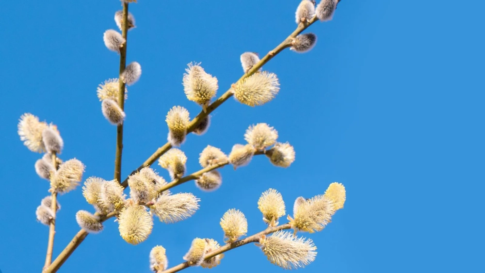 Background nụ tầm xuân dịu dàng giàu cảm xúc