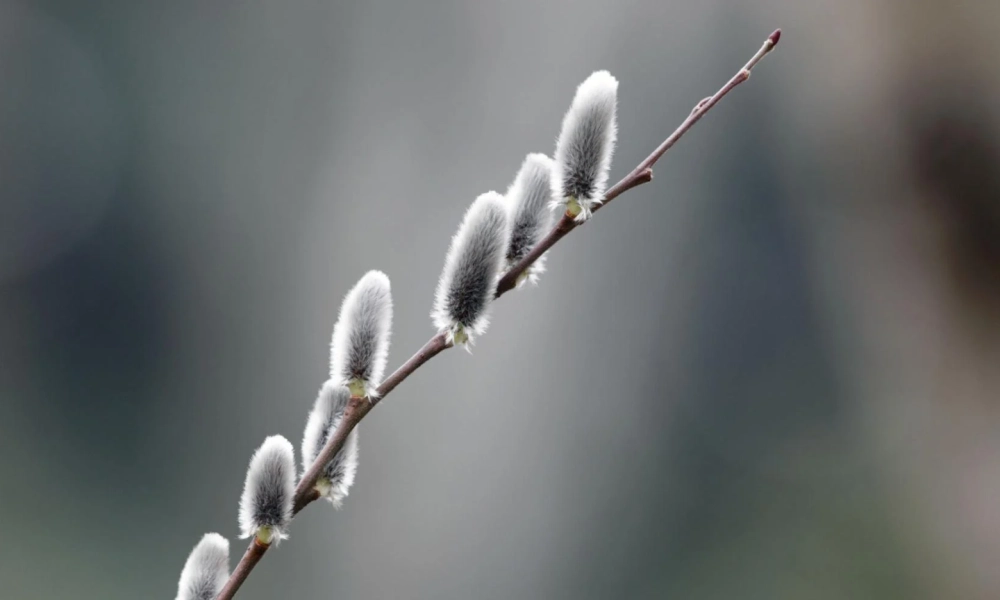 Ảnh nụ tầm xuân đẹp rực rỡ sắc xuân