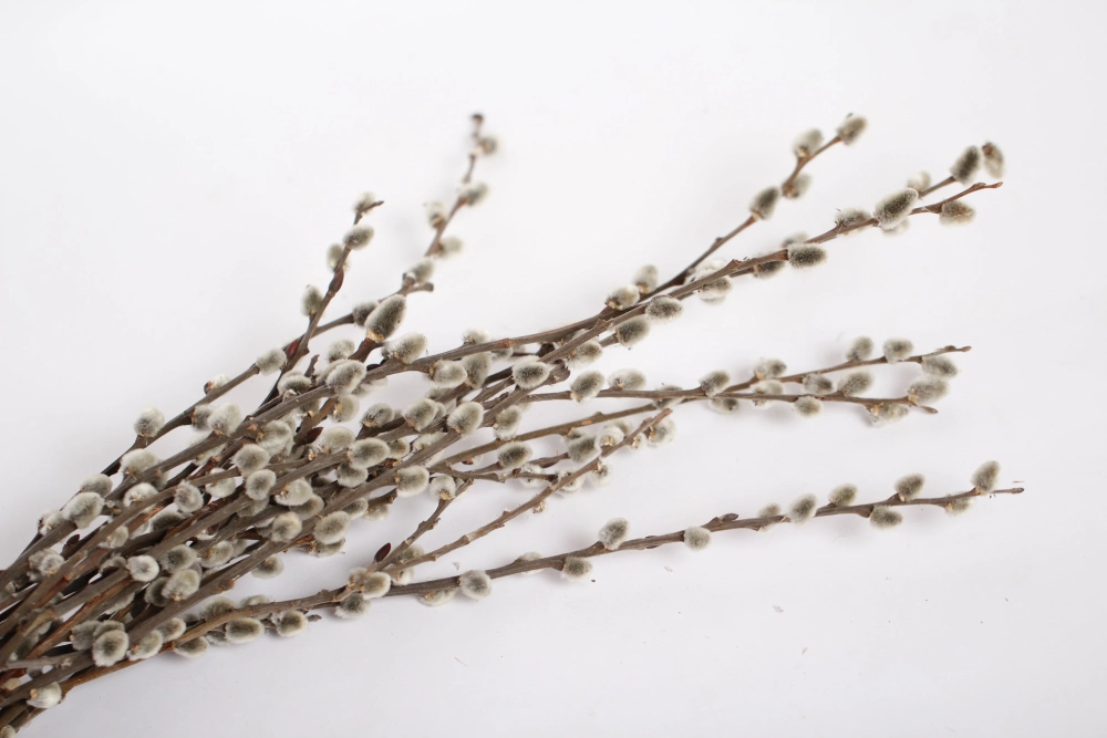 Hình nụ tầm xuân tết mang ý nghĩa sum vầy