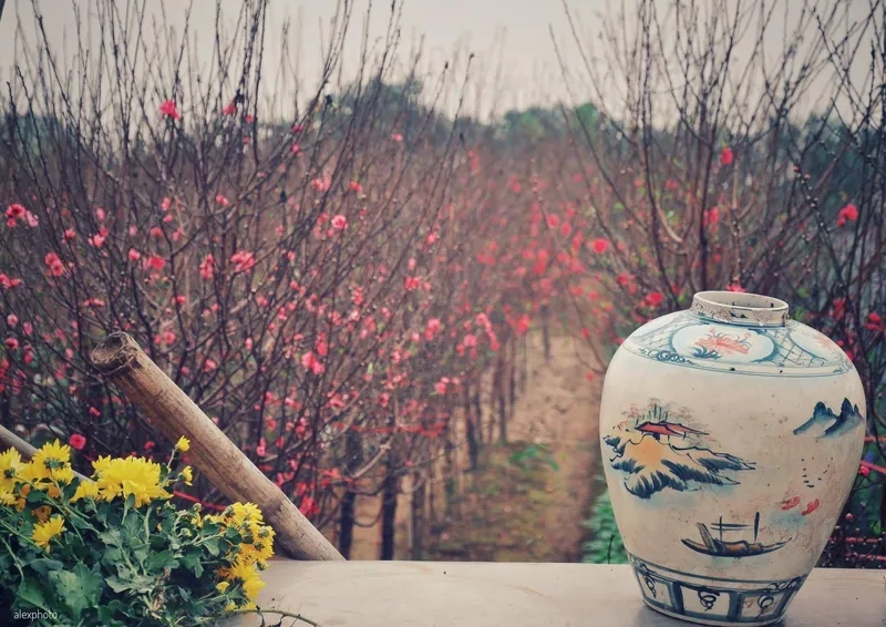 Bộ ảnh chợ đào tết 2026 mới lạ