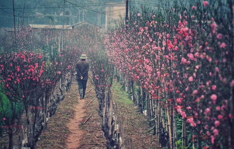 Tấm ảnh gánh đào tết trên phố xưa