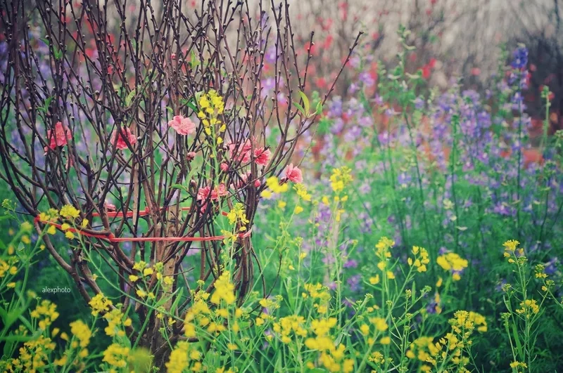 Mẫu hình nền chợ đào tết đẹp nhất