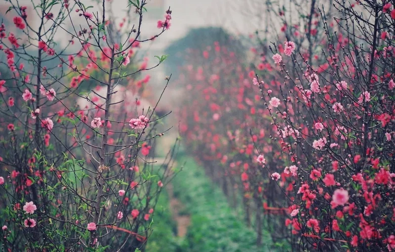 Xem ảnh không khí chợ đào tết náo