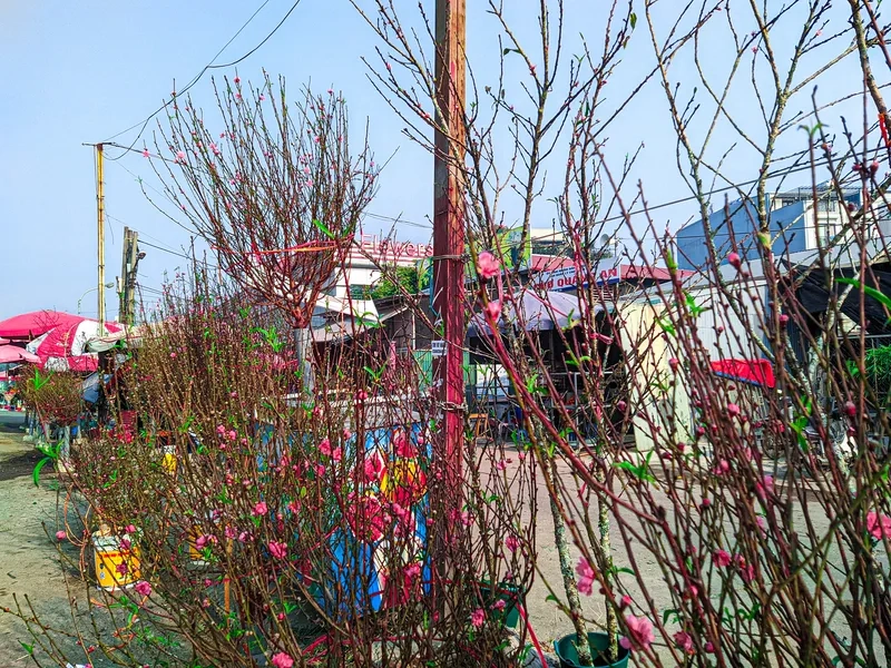 Lấy ảnh chợ hoa tết vắng người đêm 30