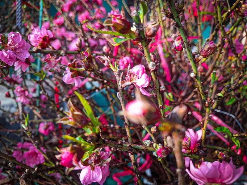 Nét không khí chợ hoa ngày giáp tết