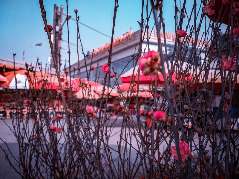 Bộ hình nền chợ hoa đào Nhật Tân