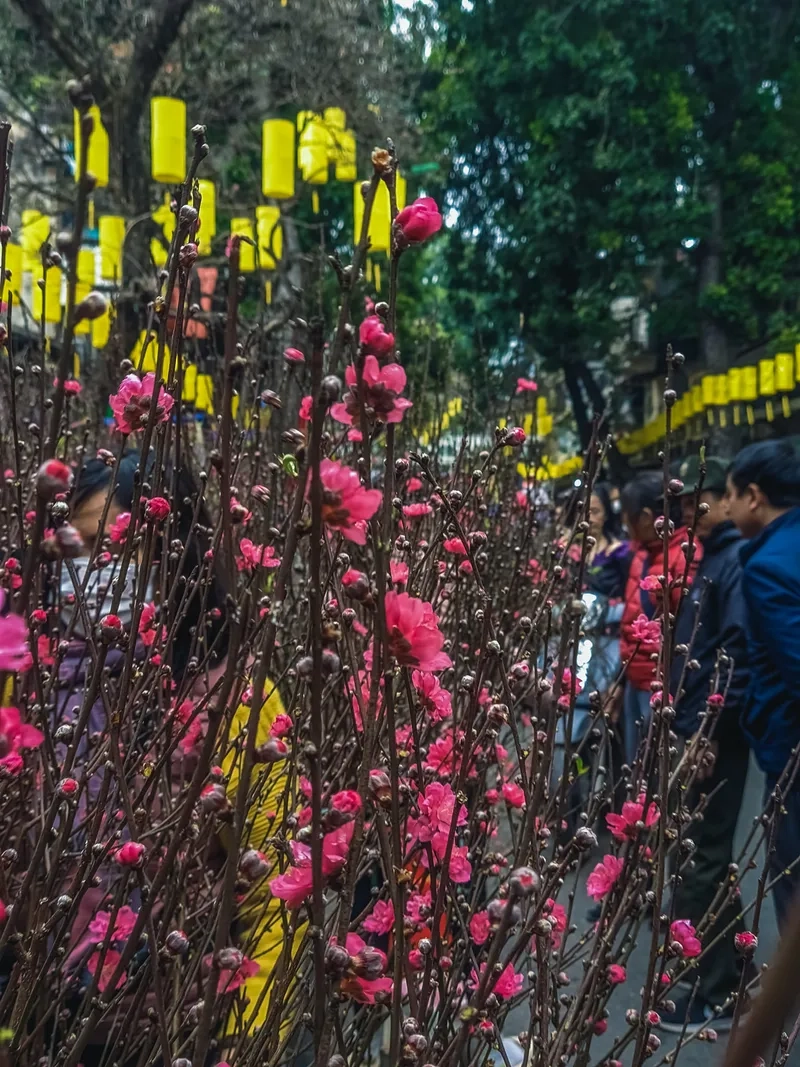 Tấm ảnh chợ hoa tết miền tây thắm