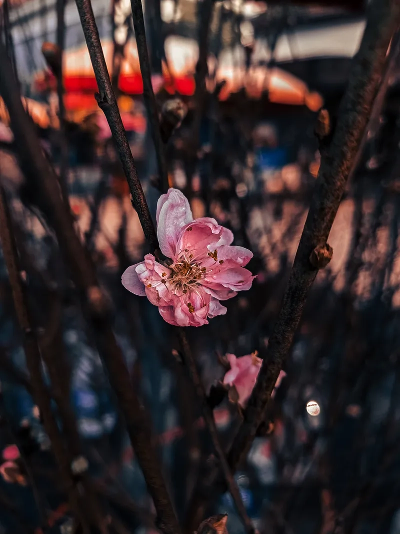 Nét chợ hoa tết nhộn nhịp người qua