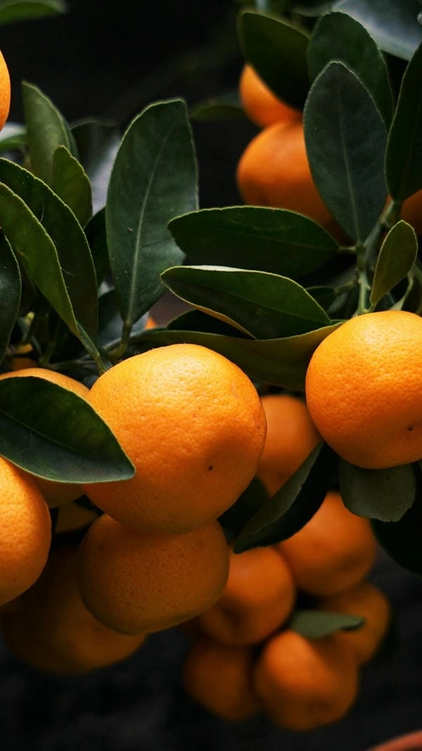 Ảnh cây tắc nhỏ xinh đậm chất ngày tết