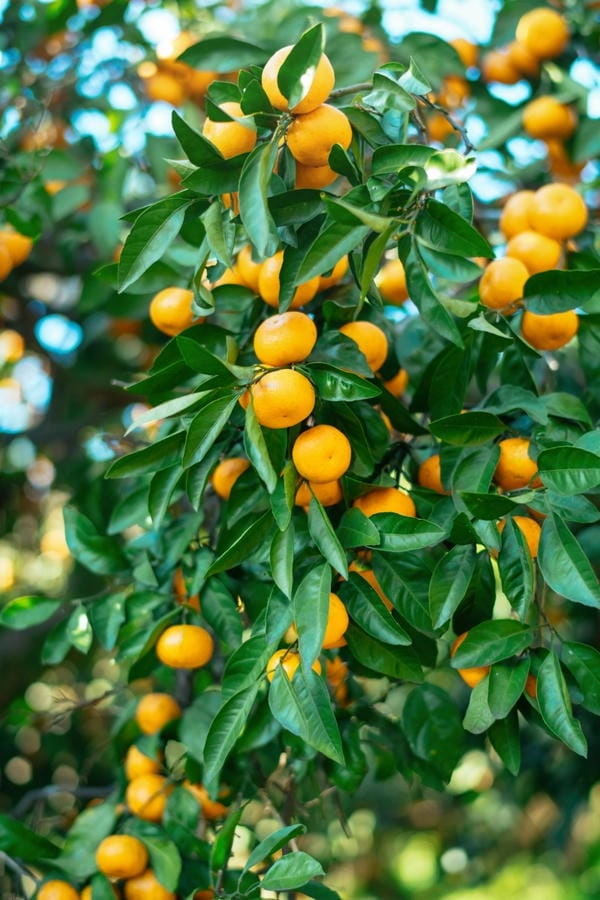 Hình nền quất cảnh sang trọng đón năm mới