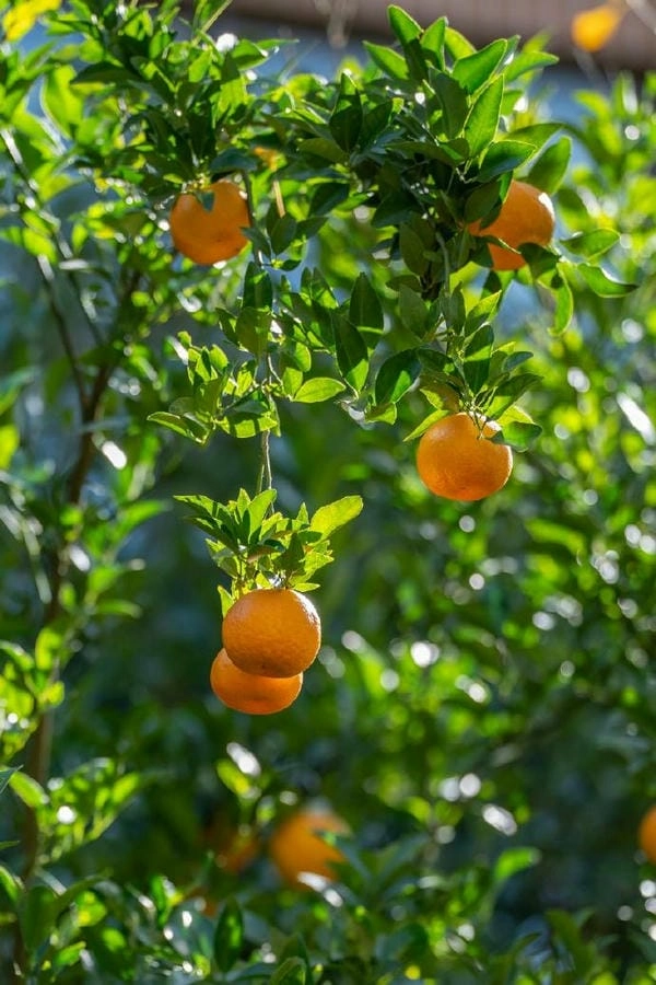 Wallpaper cây quất nổi bật sắc vàng may mắn