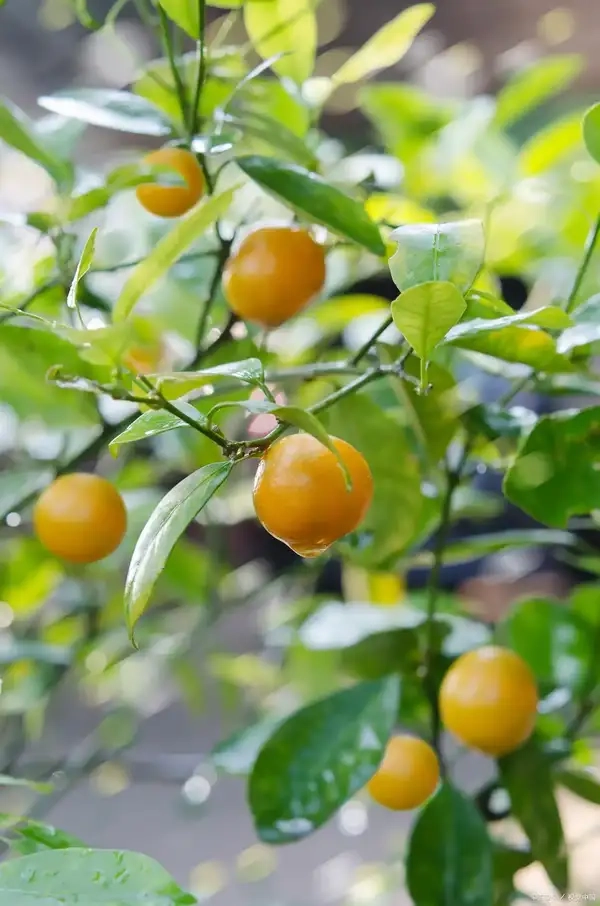 Hình nền cây quất ngày xuân lan tỏa tài lộc