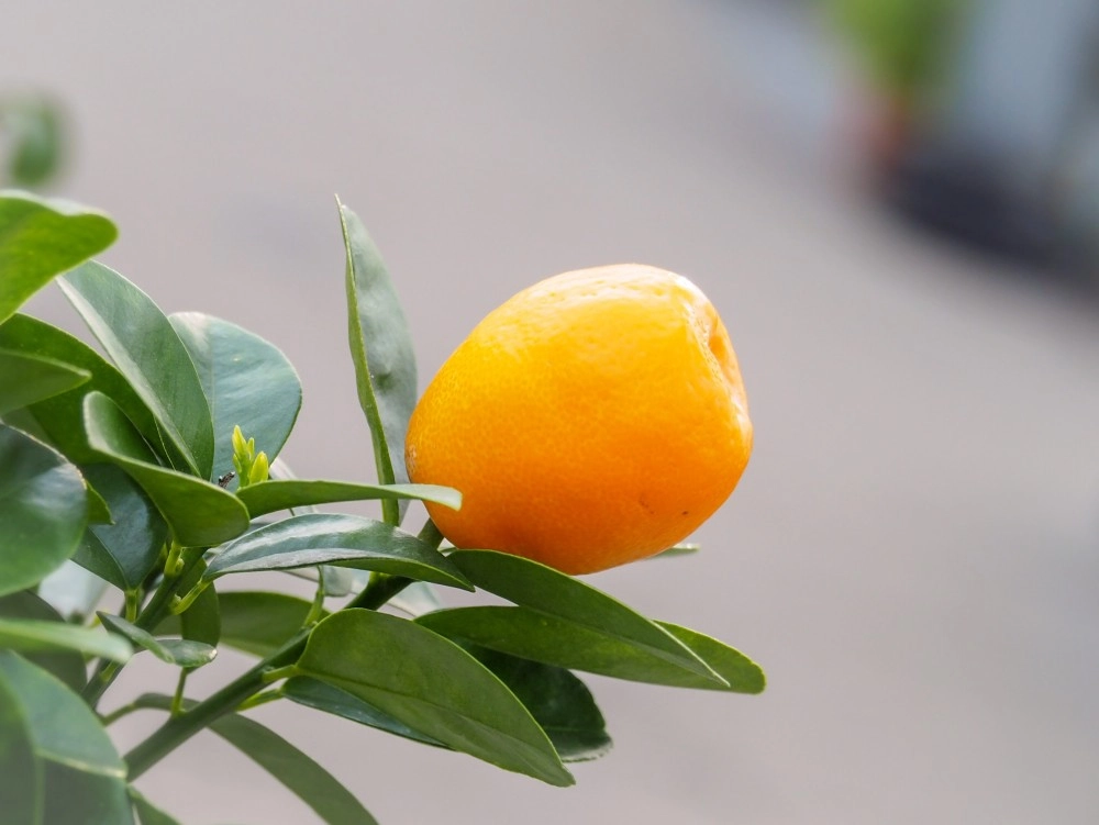 Ảnh nền cây quất tạo cảm giác ấm áp