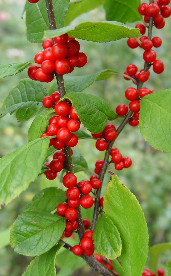 Ảnh đào đông tết gợi cảm giác sum vầy an vui