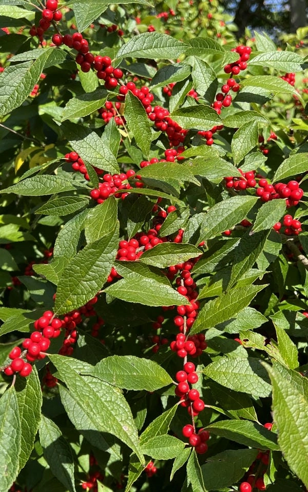 Hình nền đào đông 4k sắc nét rực rỡ mùa xuân