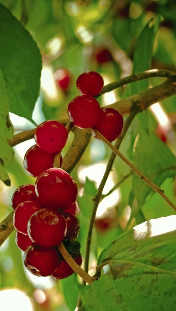 Bộ ảnh đào đông đa góc nhìn mùa xuân truyền thống