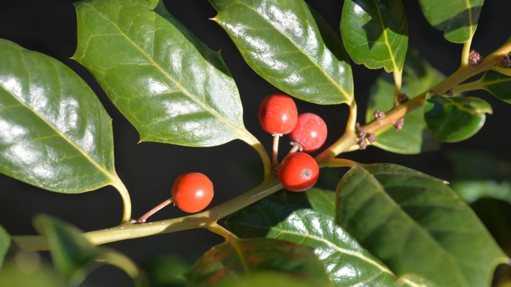 Hoa đào đông khoe sắc thắm báo hiệu xuân về