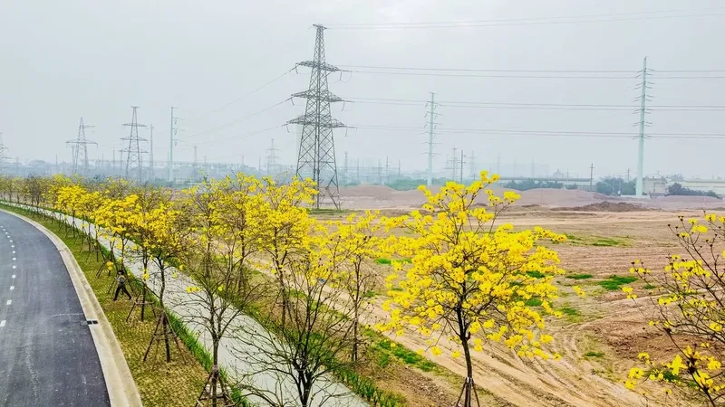 Xem ảnh đường hoa Tết đẹp nhất nay