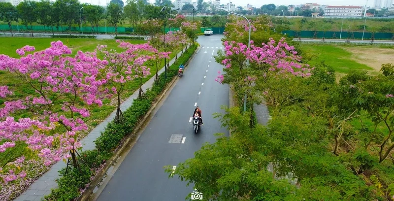 Hình nền đường hoa cho điện thoại