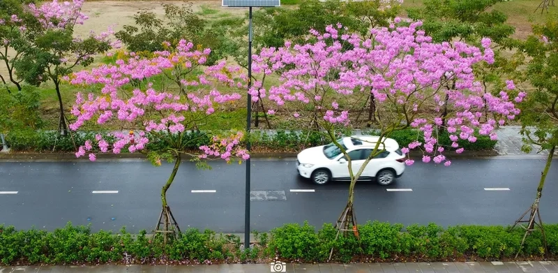 Những phông nền đường hoa Tết xinh