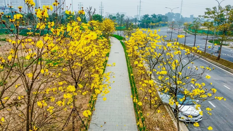 Hình nền đường hoa nghệ thuật cao