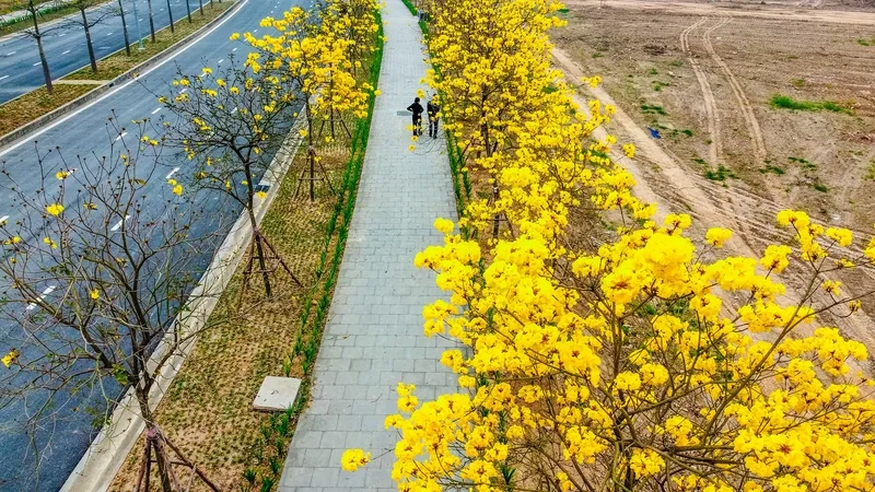 Kiểu hình nền đường hoa rạng rỡ