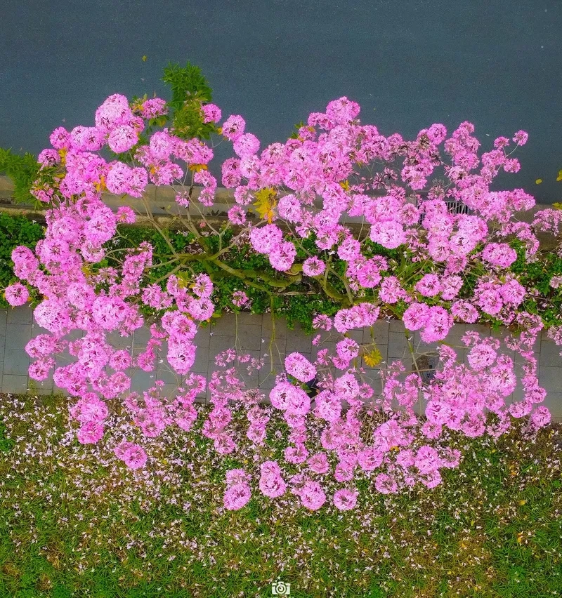 Ảnh đường hoa xuân cho máy tính