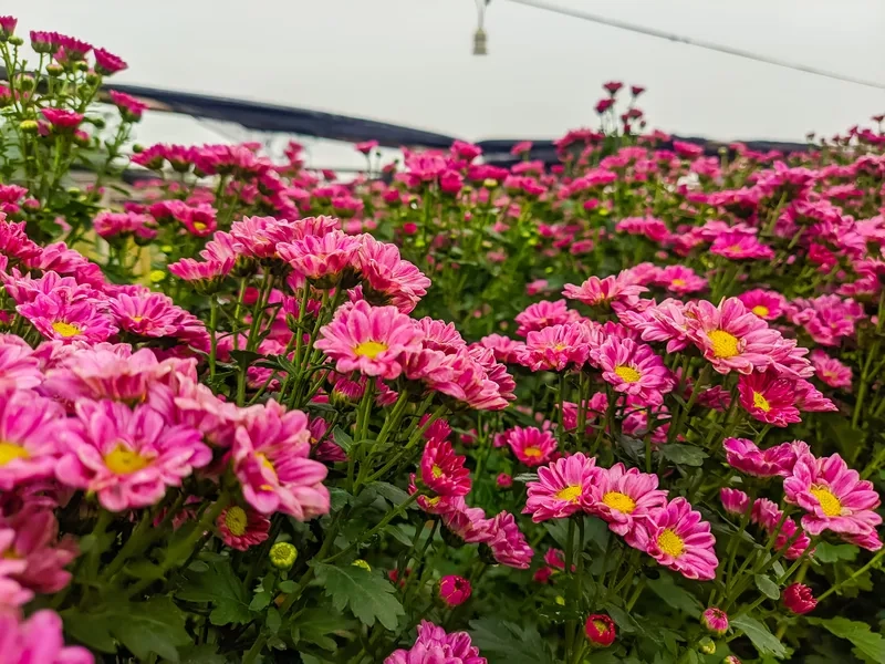 Mẫu ảnh đường hoa Tết 3d độc đáo