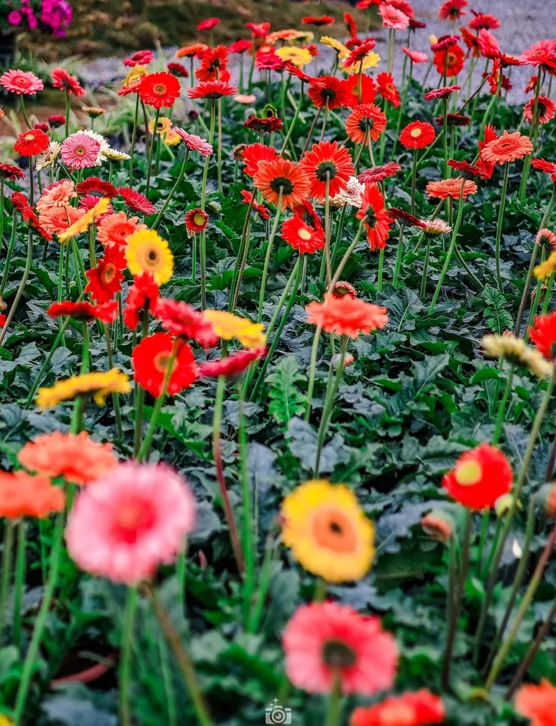 Tấm ảnh đường hoa Tết lộng lẫy