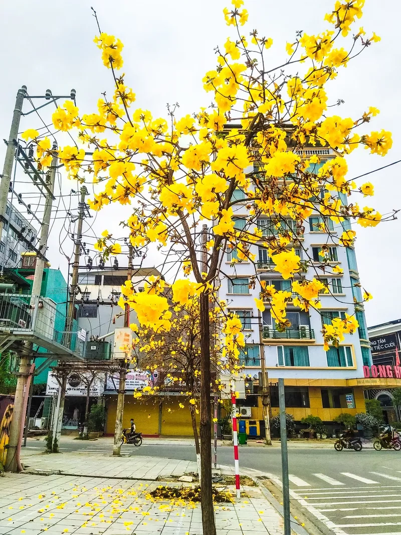 Hình nền đường hoa xuân mộc mạc