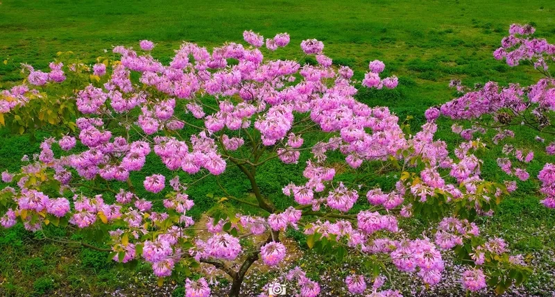 Bản ảnh chụp đường hoa ngày Tết