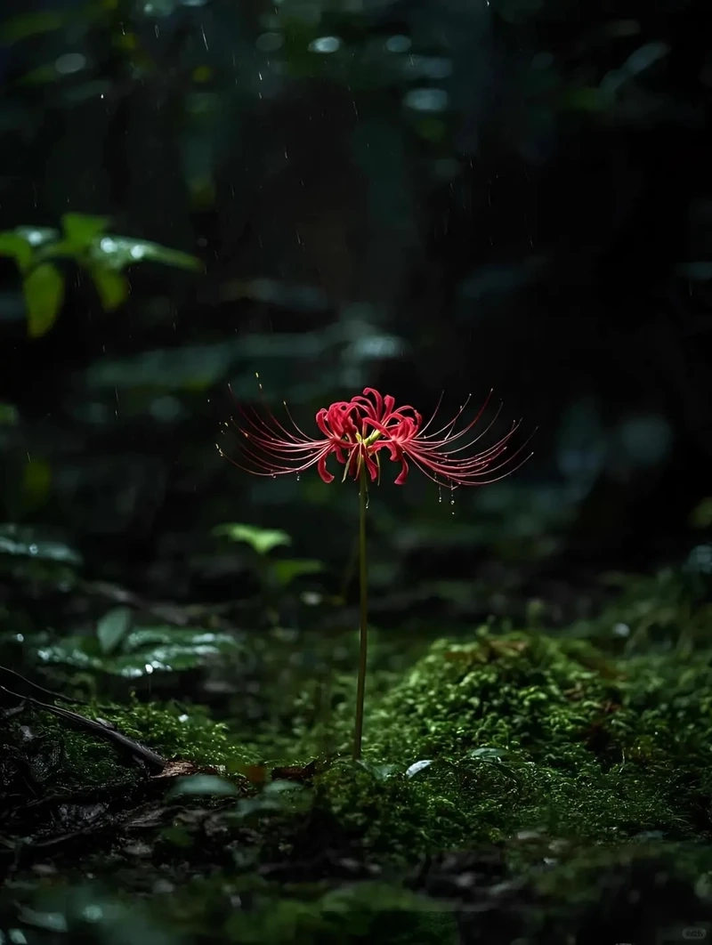 Tải hình nền hoa bỉ ngạn đẹp đầy cuốn hút