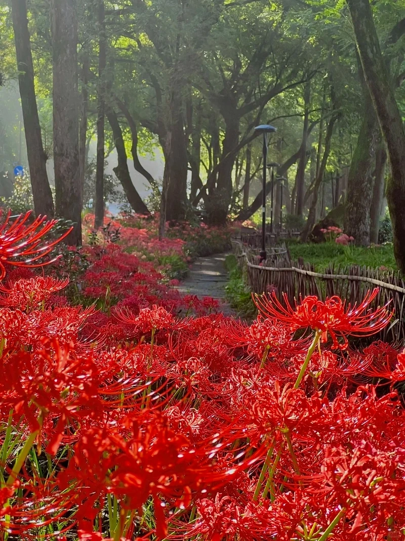 Đắm chìm sắc đỏ hình nền hoa bỉ ngạn đỏ