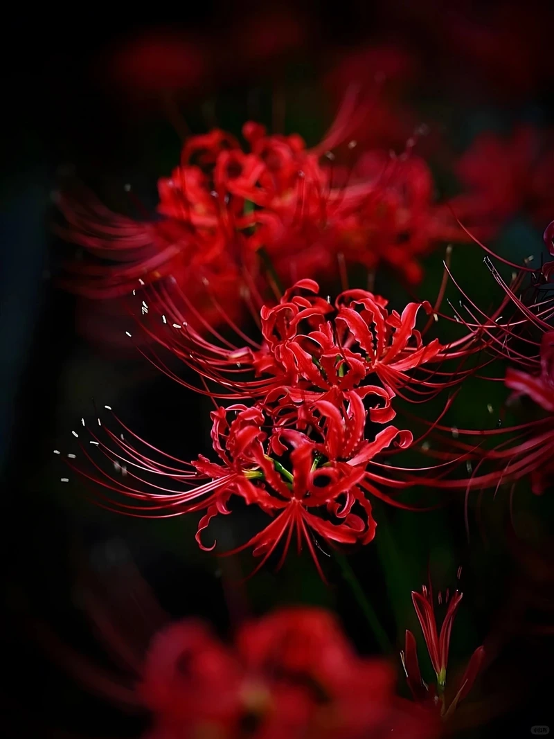 Lắng đọng cảm xúc hình nền hoa bỉ ngạn buồn