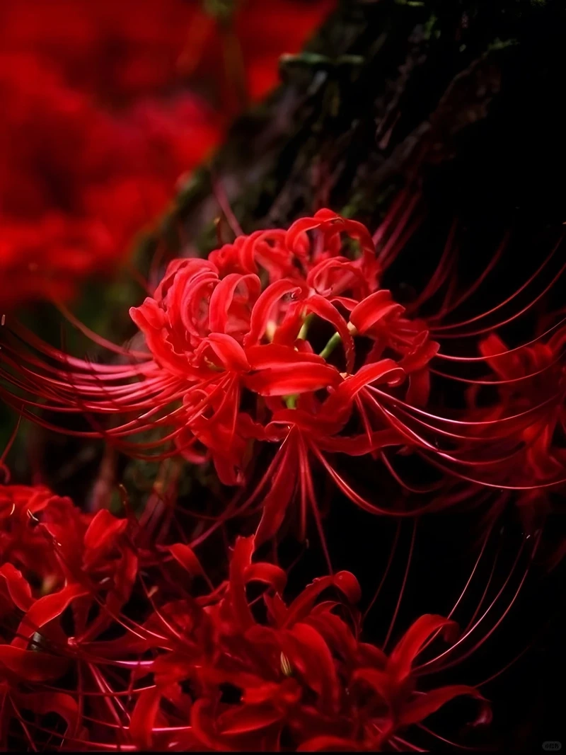 Khơi gợi tò mò hình nền hoa bỉ ngạn huyền bí