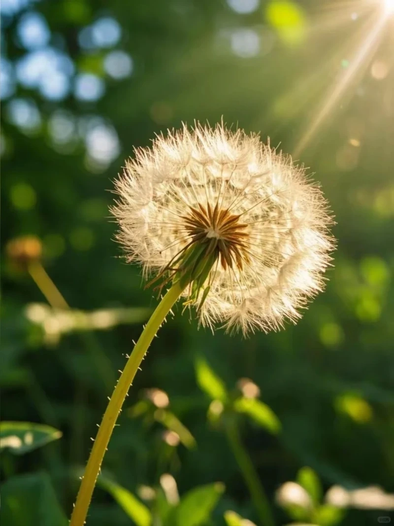 Cảm nhận vẻ mong manh của hình nền hoa bồ công anh đẹp