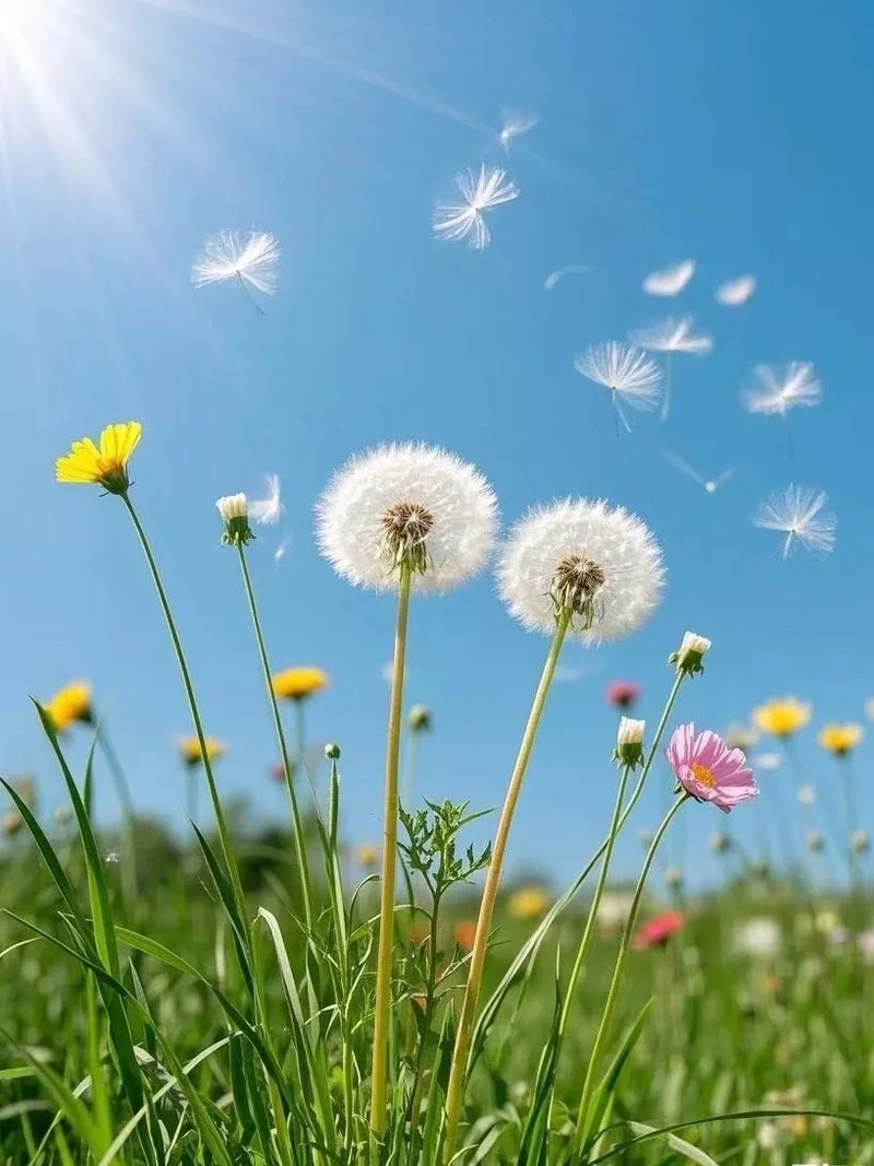 Khoảnh khắc bay nhẹ cùng hình nền hoa bồ công anh bay