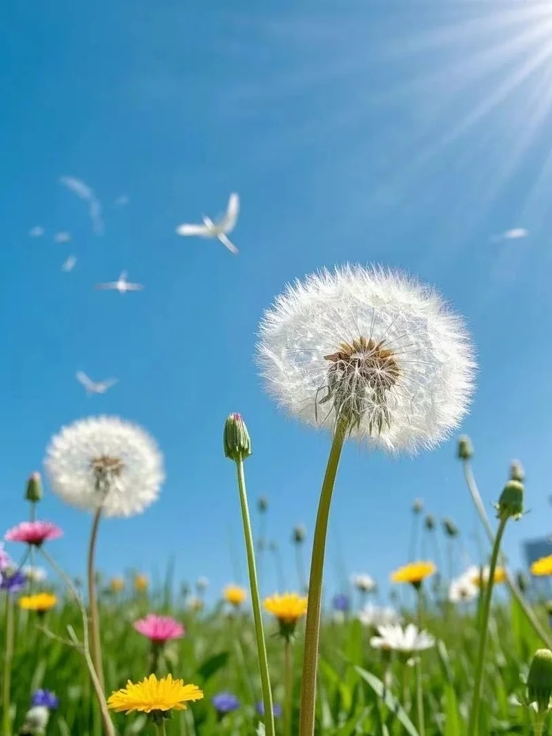 Thuần khiết dịu mắt với hình nền hoa bồ công anh trắng