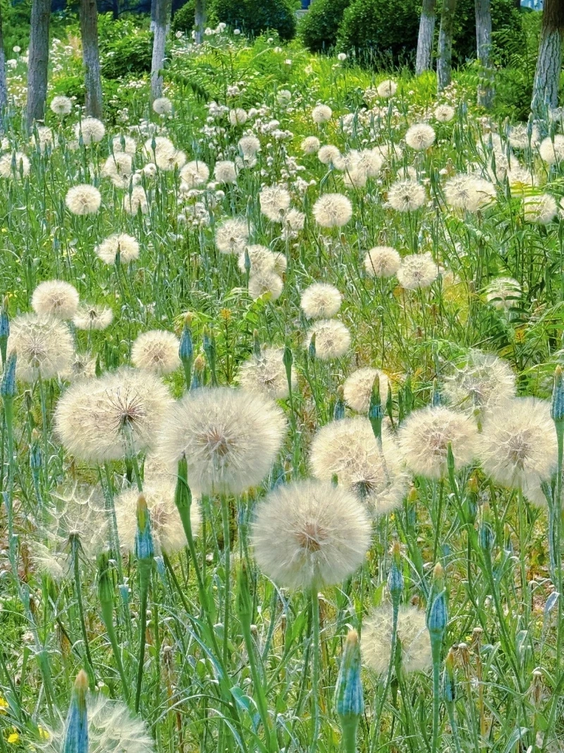 Nâng tầm hiển thị nhờ hình nền hoa bồ công anh 4k