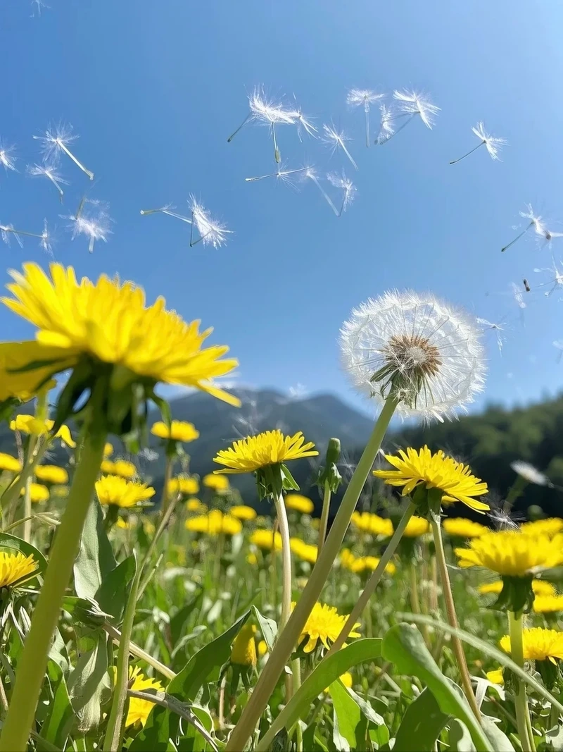 Đường nét hài hòa từ hình nền hoa bồ công anh tinh tế