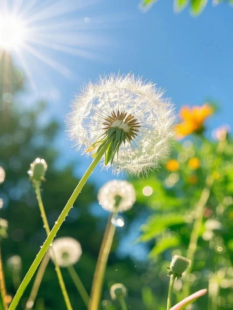 Giảm stress hiệu quả với hình nền hoa bồ công anh chill