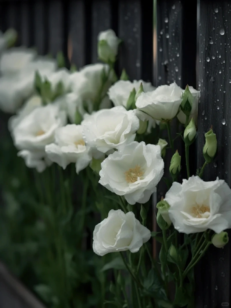 Ý nghĩa sâu sắc của hình nền hoa cát tường