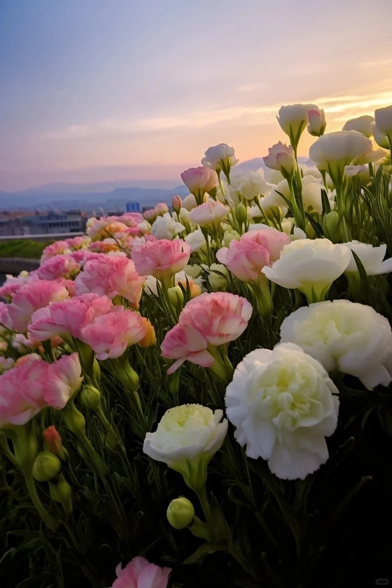 Hình nền hoa cát tường điện thoại tạo cảm giác thư giãn