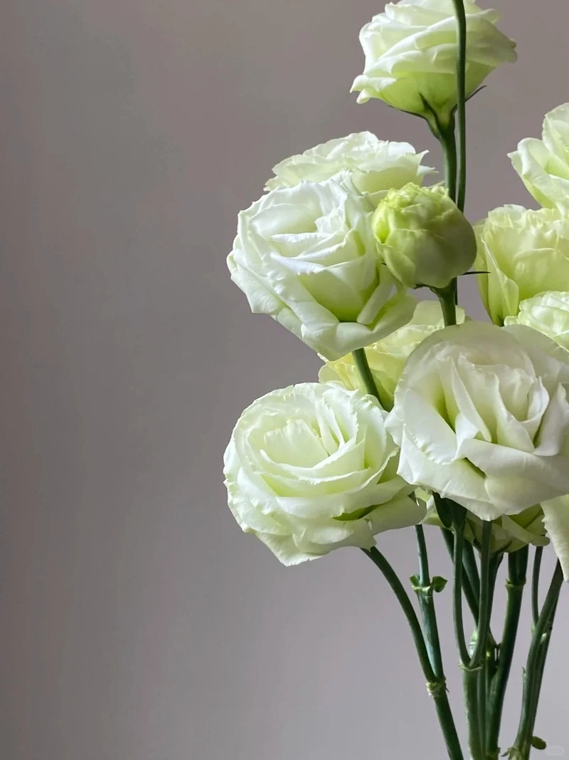 Hình nền hoa cát tường tinh tế tôn lên gu thẩm mỹ