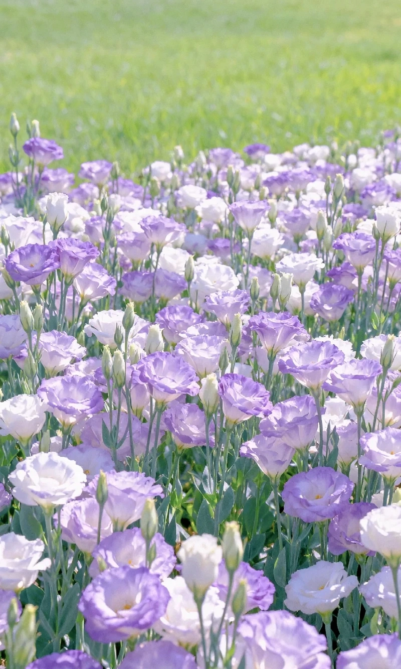 Hình nền hoa cát tường tối giản đẹp theo cách tinh gọn