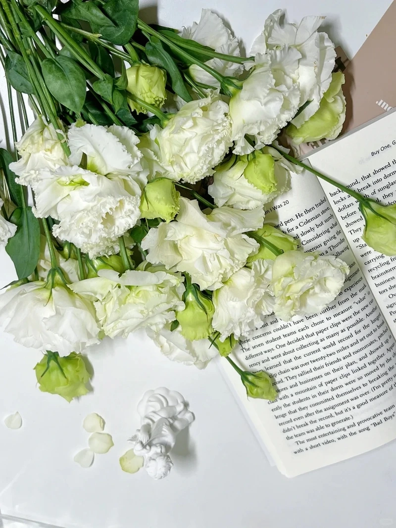 Hình nền hoa cát tường sang trọng cho không gian đẳng cấp